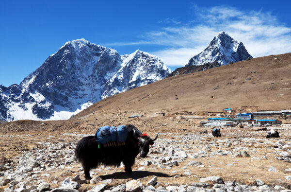 Bukipatan Nepal