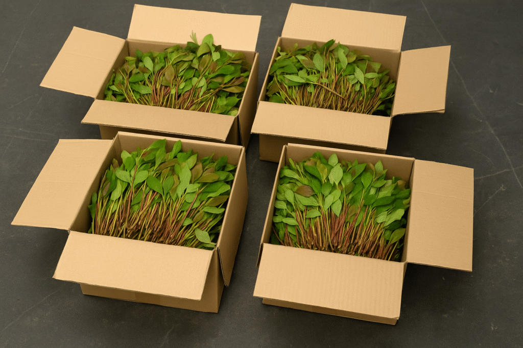 Khat Seizure at Athens Airport Sparks Concerns