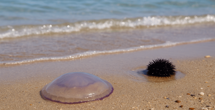 Beach safety