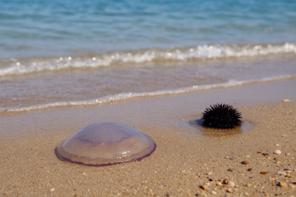 Beach safety