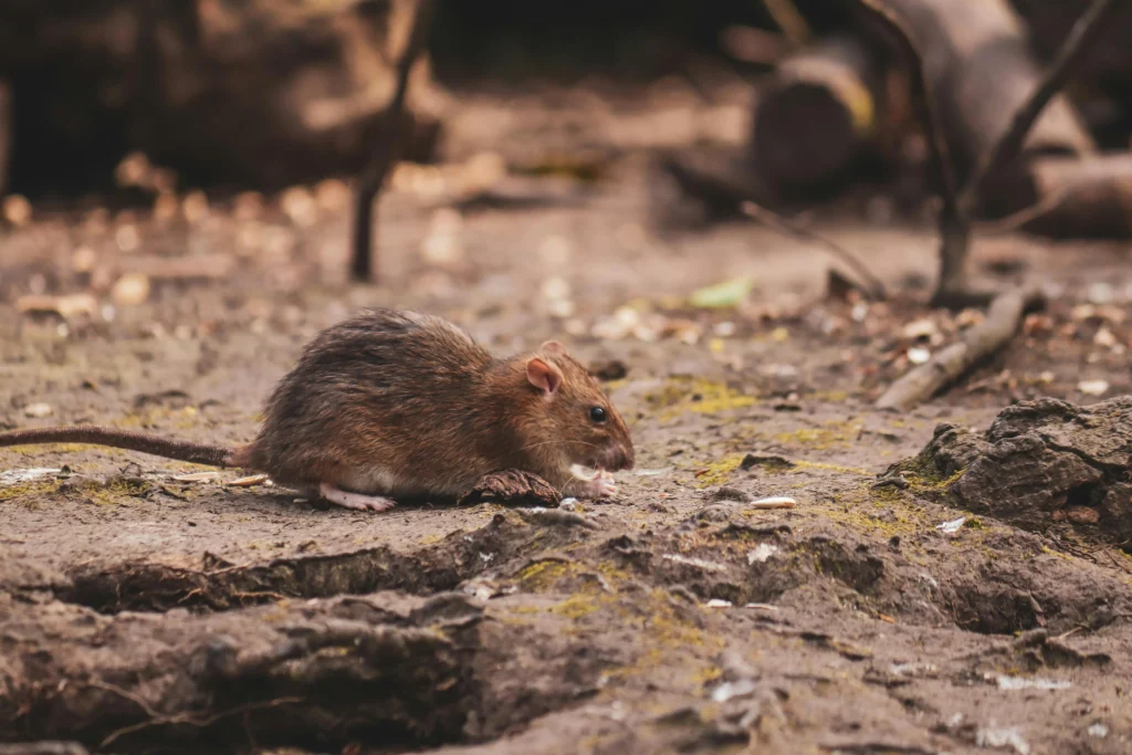 Countries Organize Evacuation as Hantavirus
