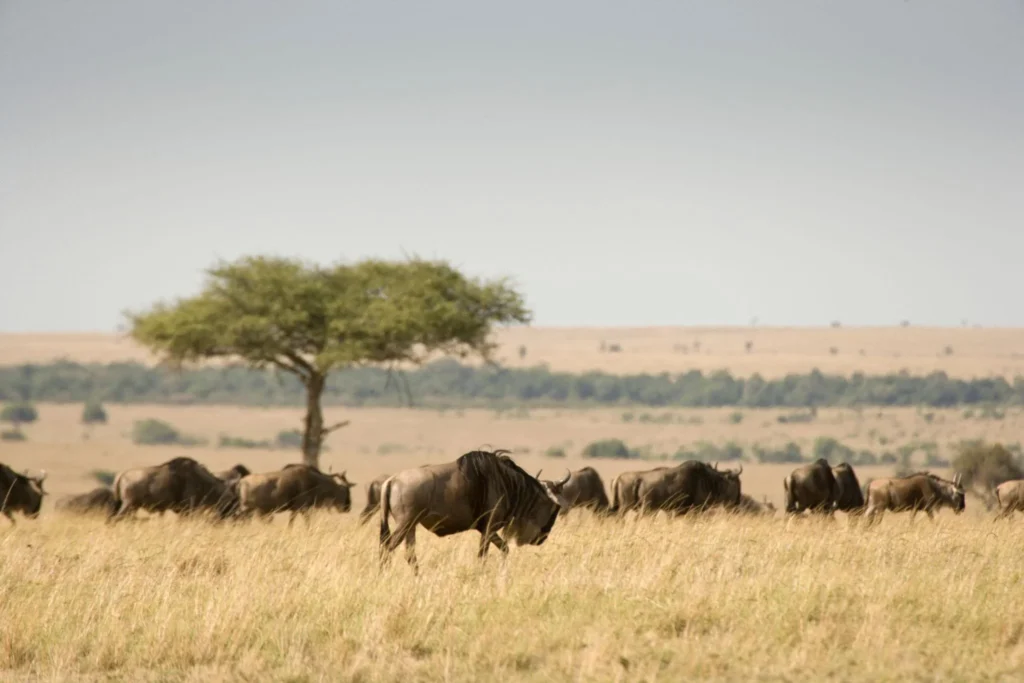 Herd of wildebeest grazing on a grassy savannah with a lone tree in the distance under a pale sky.