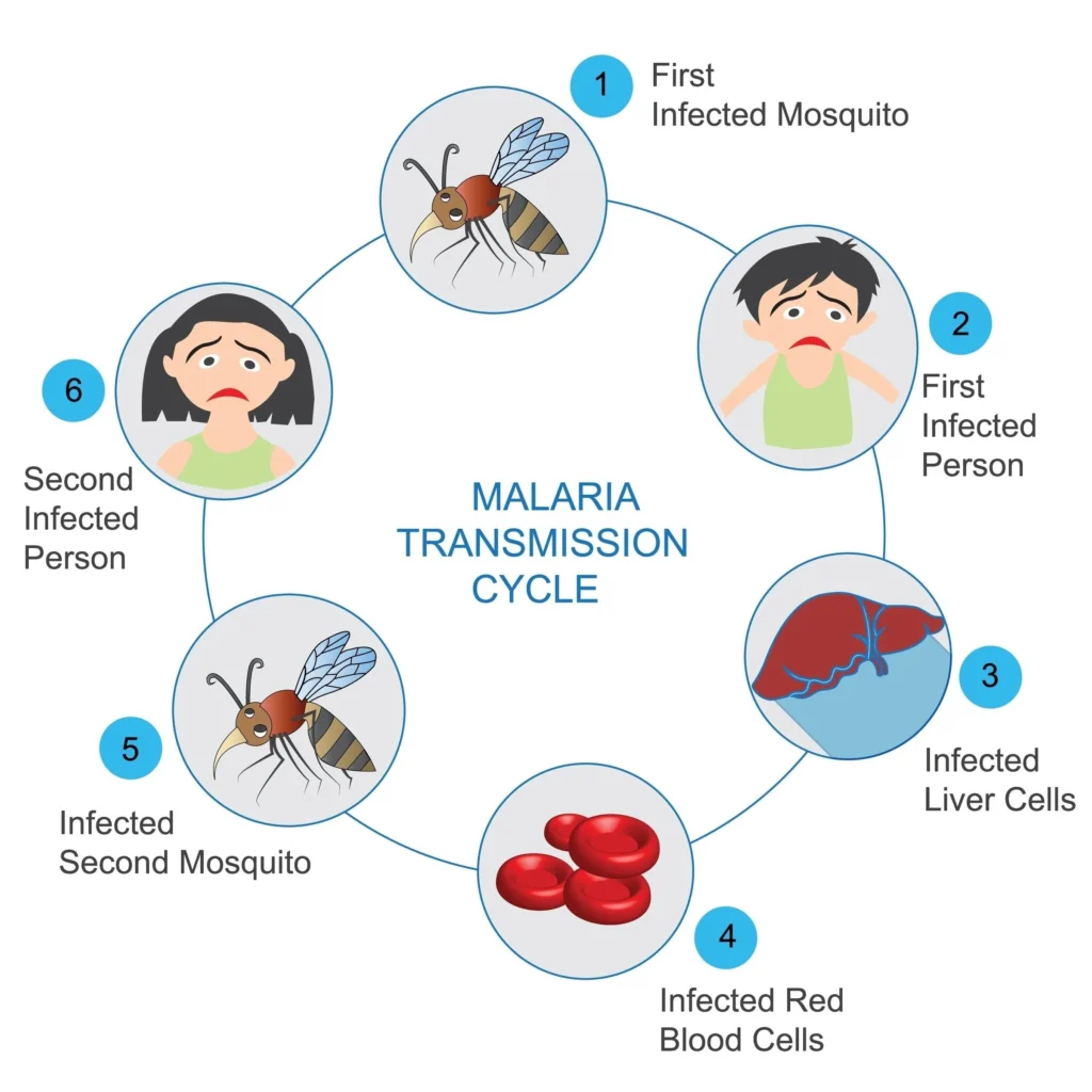 Discover how health officials are managing the Andes hantavirus