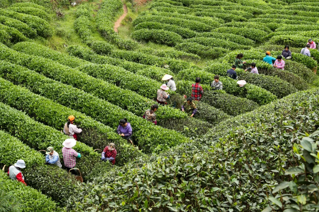 Lapsang Souchong