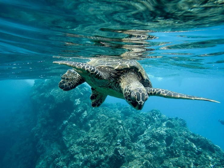 Ocean Conservation