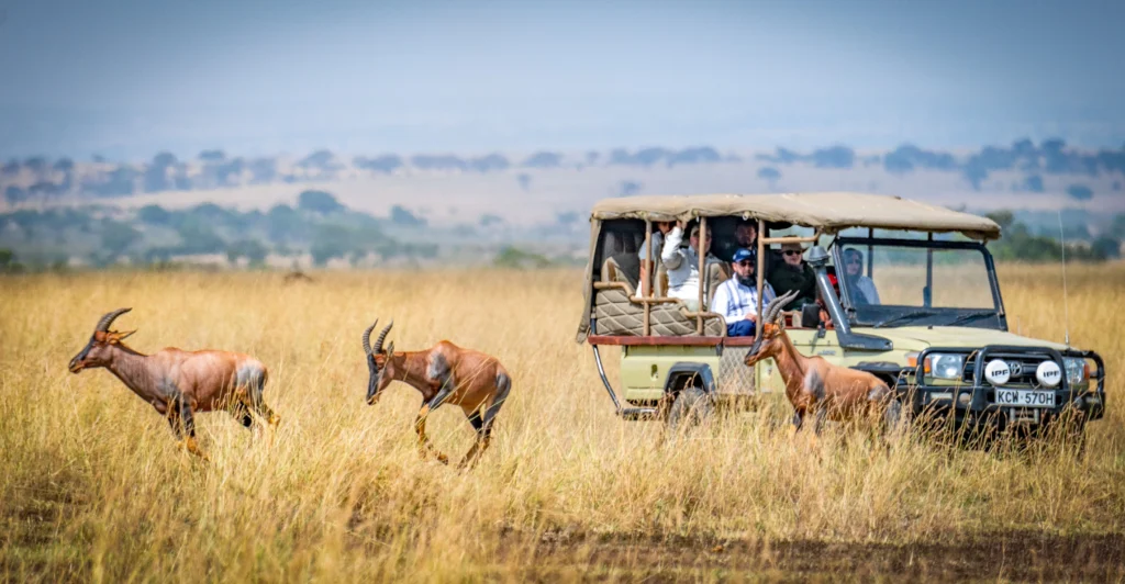 Open-top safari jeep with passengers driving through golden savanna as several antelopes run nearby in the tall grass.
