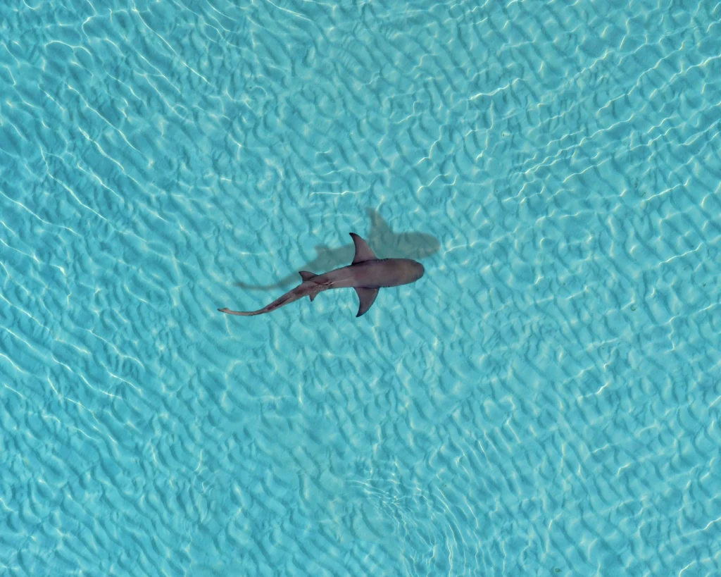 Drone Surveillance