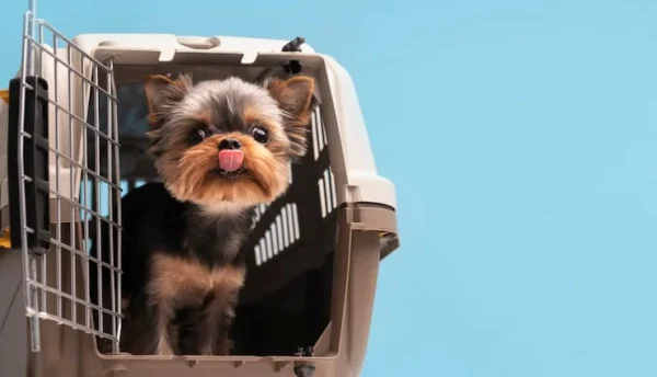Pet Travel